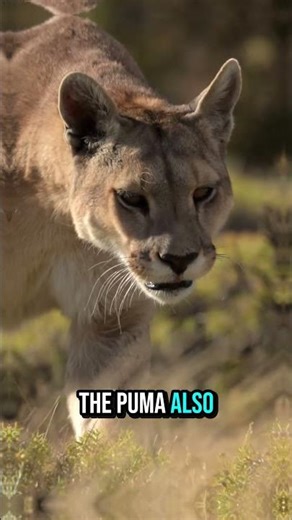 Jaguar vs Puma: Who’s the True King of Stealth?