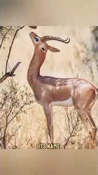 🤩💕💕Witnessing the Gerenuk's Unique Feeding Style #naturelover