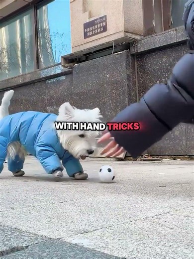 The Legendary Soccer Dog! 🤯⚽