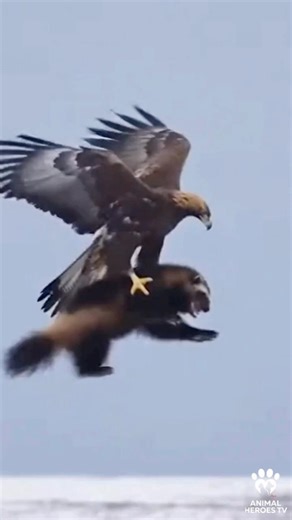 NEVER Give Up! Wolverine Escapes Giant Eagle 😱❄️