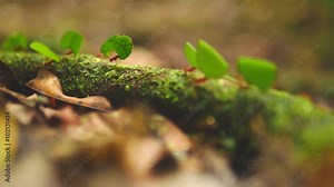Leaf-cutter ants in the amazonian jungle