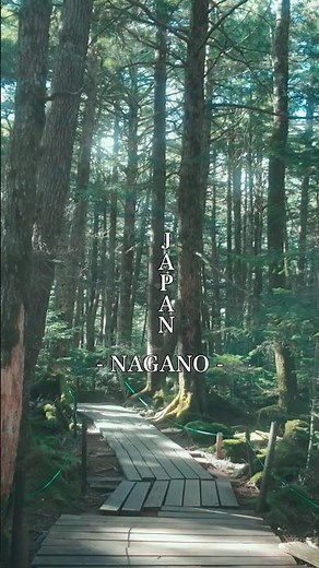 [JAPAN] もののけ姫の世界観を味わえる別名もののけの森が美し過ぎました