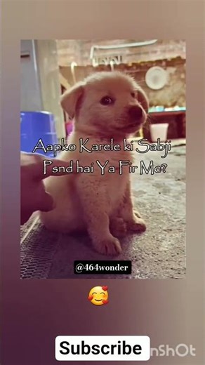 Hmm hmm 🤫🤭 #dogshorts #cute #comedy #memes #1million