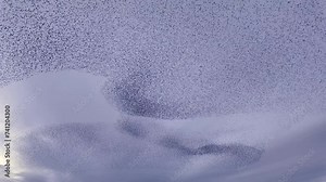 A murmuration of thousands of starlings making beautiful patterns in the sky