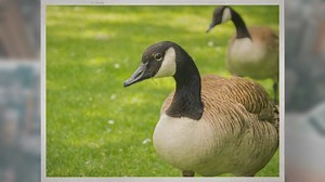 Why Are Canadian Geese Protected?