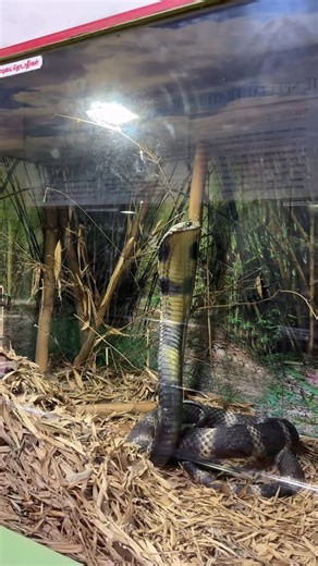 Sai teja on Instagram: "✅ Chennai lo most famous snake 🐍 park Location : guindy snake park ✅ . . . . . . . . . . . . . . . #snake #snakebites #indiasnake #snakepark #chennaitourism #chennaiplaces #chennai #tamilnadu #cobra #cobrasnakes #crocodiles #crocodile #content #contentcreation #like #share #viralvídeo #vlog #vlogger #trendingreel #virals #viralreels"