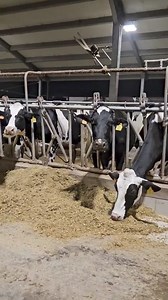 2.4K views · 68 reactions | feeding cows with freshly prepared fodder #feeding #fodder #dinner #milk #milking #agriculture #farm #farming #fermers #moderntechnology #veterinary #cows #animals | Your farm | Facebook