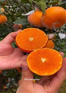 86K views · 4.5K reactions | Amazing Beautiful Natural Fruit From The Farm - Harvest season | Emotional Quotes | Facebook