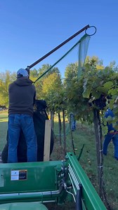 13 reactions · 3 comments | Pulling the bird netting off the last grapes to hardest. These Marquette estate grapes | Oak Orchard Vineyards | Facebook