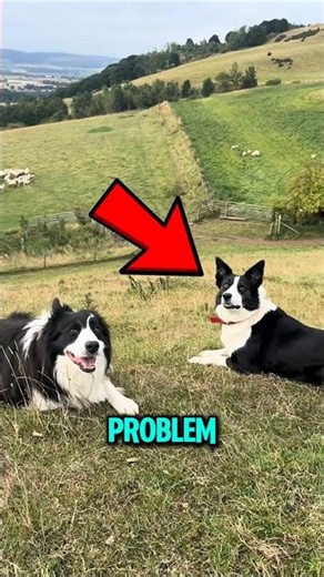 4 Animals That Solve Problems Better Than Humans 😰