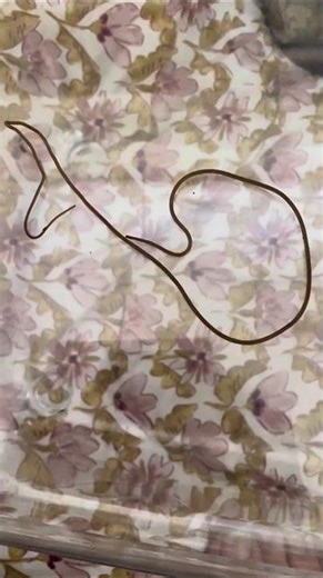 Australian horsehair worm (Genus Gordius) #insects #nature #wildlife