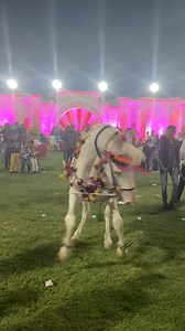 Have you ever seen a dancing horse? Watch this viral video #weddings #horses For more updates: https://bit.ly/3wE2Np3 | Zee News English