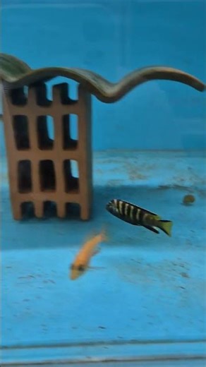 Cichlid - Pseudotropheus Sp. “Elongatus Chewere”