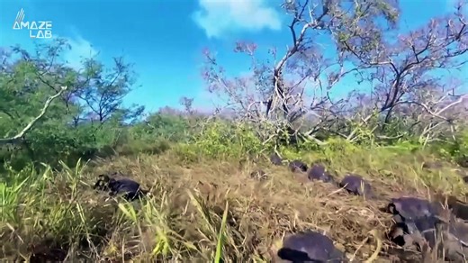 A Conservation Milestone! Dozens of Giant Tortoises Releases Back into the Wild