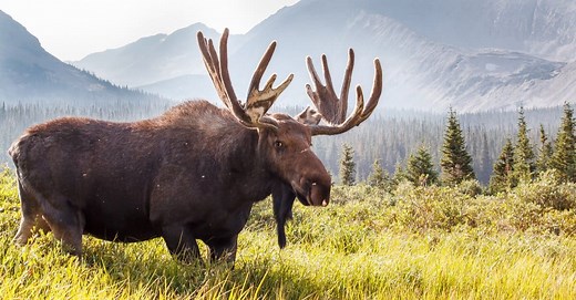 Moose vs. Deer: What Are the Differences?