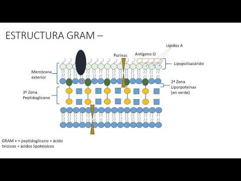 Microbiología 1. Pared Bacteriana
