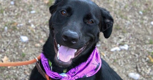 Kentucky Humane Society waiving adoptions fees on adult dogs through March 2