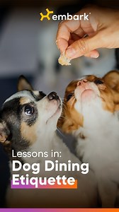 176K views · 1.3K reactions | A key step in dog dining etiquette is to slow down your dog's eating. Erika of From Dusk Till Dog, LLC shares some great options. What tips do you have for keeping your dog from speed eating? #Dogsgiving #EmbarkVet #EmbarkWithUs | Embark Vet | Facebook