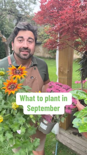118K views · 1.4K reactions | The ground is still warm enough in September to be able to pop in some final plants. My gardening tips for beginner gardeners will show you my top 3 plants you can still put in the ground or pots in your garden in September. These hardy plants will flower for a few more months but will come back year after year. #gardeningtips #gardeningforbeginners #planttips #sedum #geranium | Gardening with Ish | Facebook
