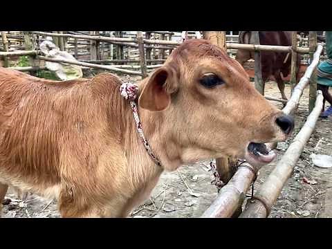 Cow Sound, Amazing Cow Sounds: Hear the Different Moo Variations! (Animal Sounds)