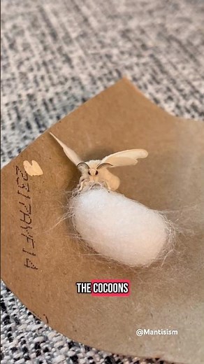 Silk Moth Life Cycle