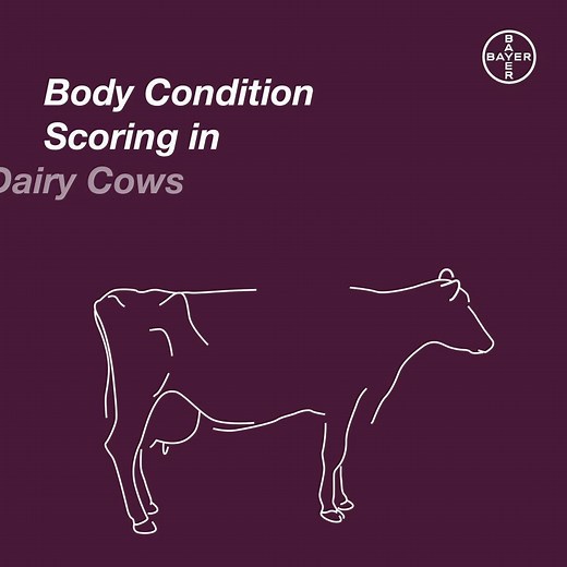 Body condition scoring is a method used by farmers and vets to assess the fat reserves of dairy cows. A dairy cow's score should be appropriate for her stage of lactation, and could be an indicator of health issues. We've created our BCS Cowdition tool to help make it easier to track and manage your herd's health status. Find out more here: http://spr.ly/61841hwEE | Elanco