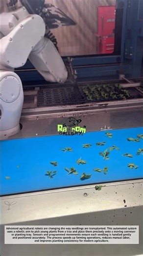 Amazing Robot Transplanting Seedlings Automatically | Smart Farming Technology