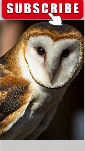 types of owls #typesofowls #owls #typesofowlcalls #alltypesofowls #owlsvideo #barnowls #soudofowl