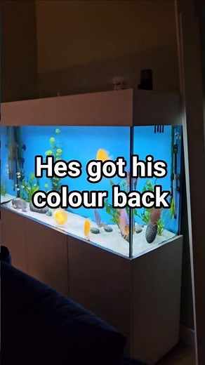 Discus fish colours came right back.