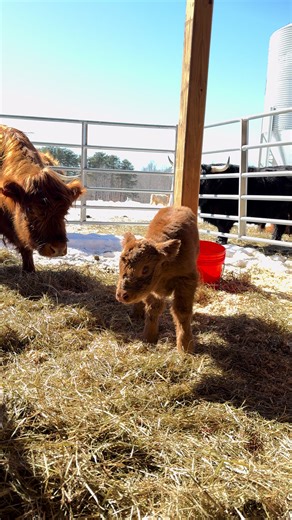 Meet the Adorable Newborn Snowbaby Cow!