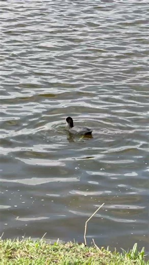 Eurasian coot dives funny and cleans feathers on the pond #shorts