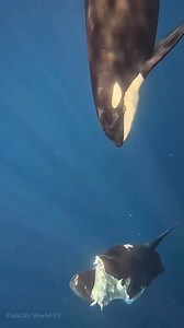 The orca takes down a helpless sunfish. 🐋🥺😱😱 . . #orcawhale #orca #killerwhale #sunfish #wildlife #NatureDocumentary #oceanlife #marinelife #FishLifeWorldTV | FishLife world TV