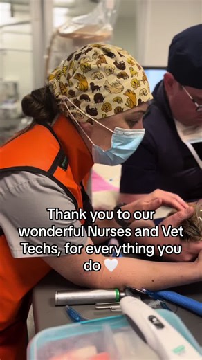 Happy Veterinary Nurse & Vet Tech Week! This week, we celebrate the compassion, skill, and dedication of our incredible vet nurses and techs. From comforting pet parents to caring for our furry, feathered, and scaly friends, you make a world of difference every day. Thank you for all you do! 👏💖 #VetNurseWeek #VetTechWeek #VSOS #trendin #video
