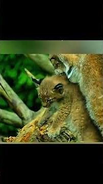 Lynx Life Cycle 4K | Birth to Survival in Snow Forest | Full Wildlife Documentary#Wildlife #Lynx
