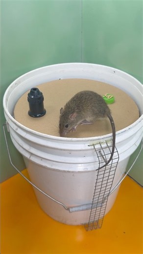 DIY Bucket Mouse Trap | Simple Homemade Design #rat
