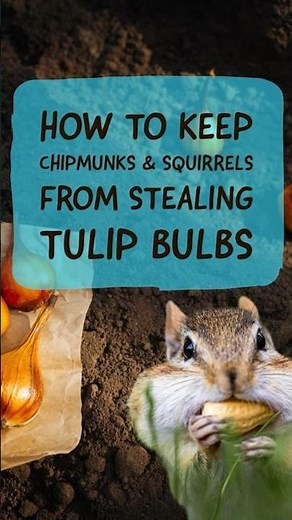 How to save your tulip bulbs from varmints | Fall bulbs | spring bulb hacks #tulips