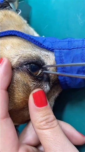 Emergency Dog Eye Care: Quick and Gentle Treatment 🐾 #DogCare #EyeTreatment