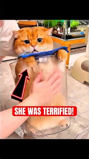 Terrified Cat Faces Water Fear #cat #emotional #shorts