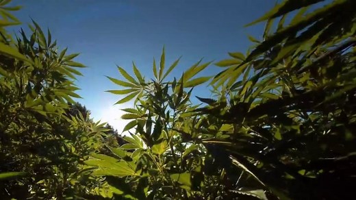 Medical marijuana patients have more questions than answers on treatment