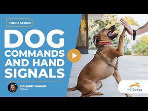 Dog Commands and Hand Signals for Beginners: A Complete List | KC Dawgz