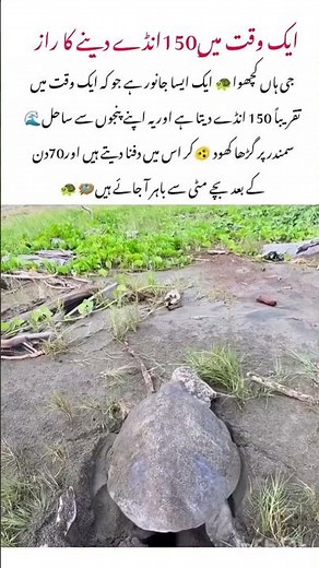 Baby Turtles 🐢 Hatch Amazing Nature Facts #turtle #nature #animal #naturelovers #wildlife #goat