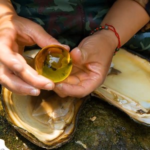 19K views · 325 reactions | Opening the giant mussel, filled with countless beautiful pearls, the girl was instantly enchanted. | Chichaitos Moroveños | Facebook