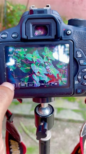 Canon 700d photography #canon700d #photography #50mm