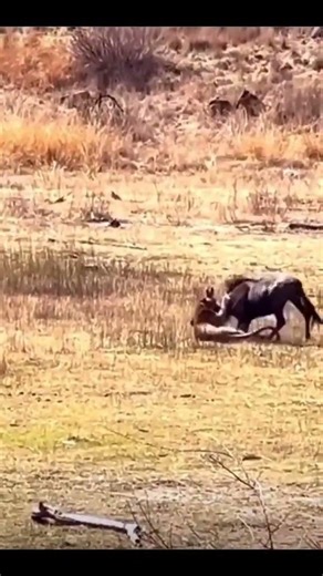 Cheetah Hunts with Deadly Precision 猎豹捕牛 主打一个稳准狠 #animals 【跟着图尔去旅行】
