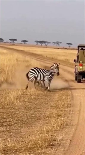 Zebra KICKS Hyena Into Moving Safari Jeep! 🦓💥 #Shorts