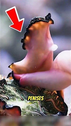 These Worms Fight With Their Penises... 😳🪱