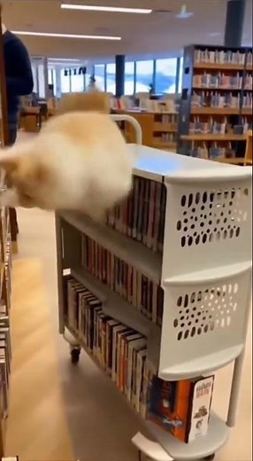 Cat Causes Chaos on a Library Cart
