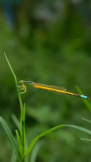 Photography Tutorial for Beginners | Easy Tips to Improve Your Shots