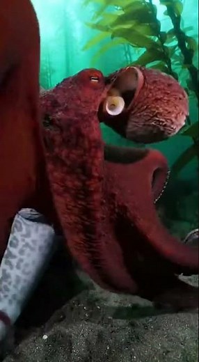 🐙 Giant Octopus vs Wolf Eel 😱 Underwater Battle You've Never Seen!