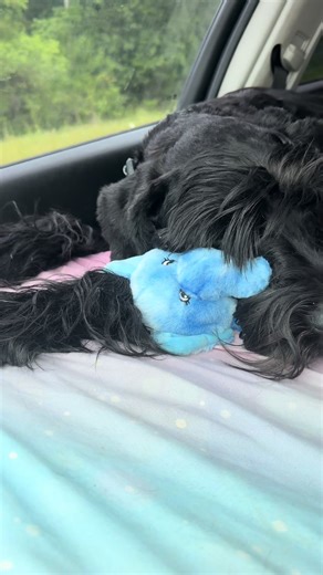 Anyone else’s Giant Schnauzer just PRECIOUS AF?! 😭 #giantschnauzer #giantschnauzersoftiktok #dogmom